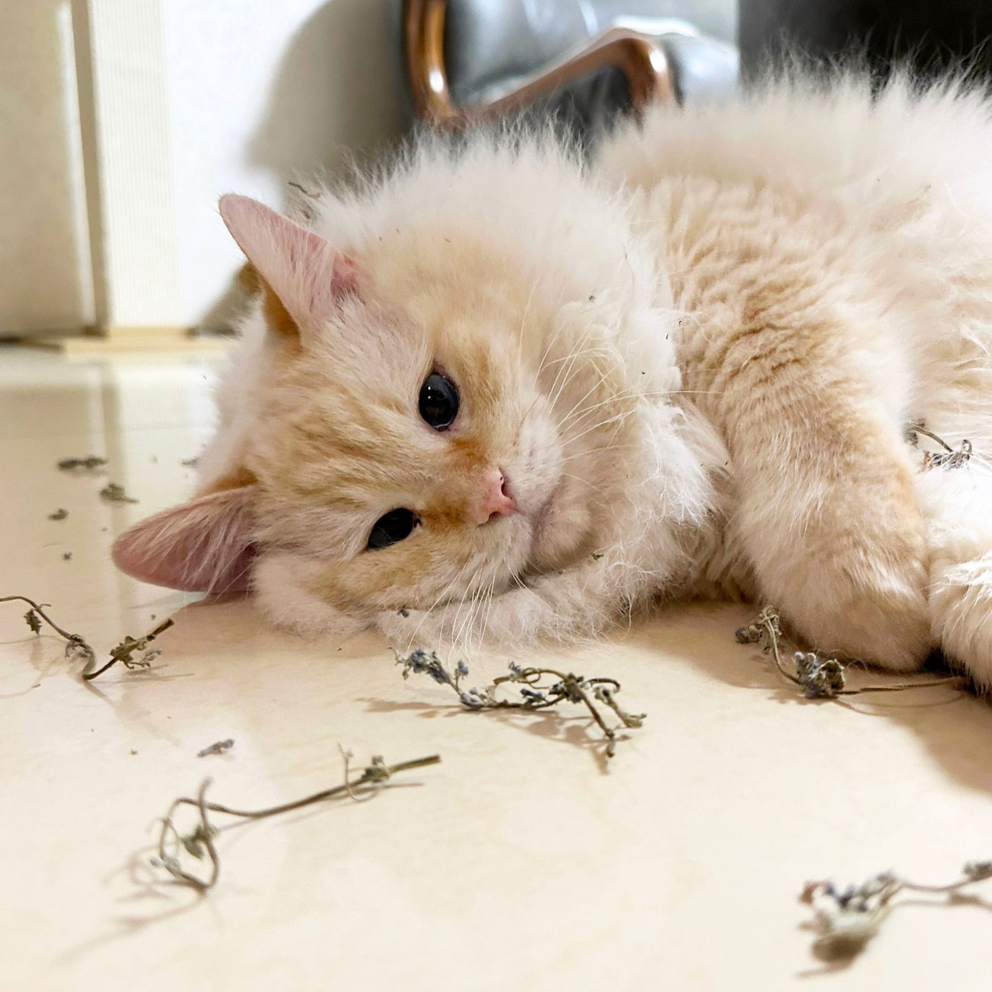 Whole Catnip Blooms with Free Grinder