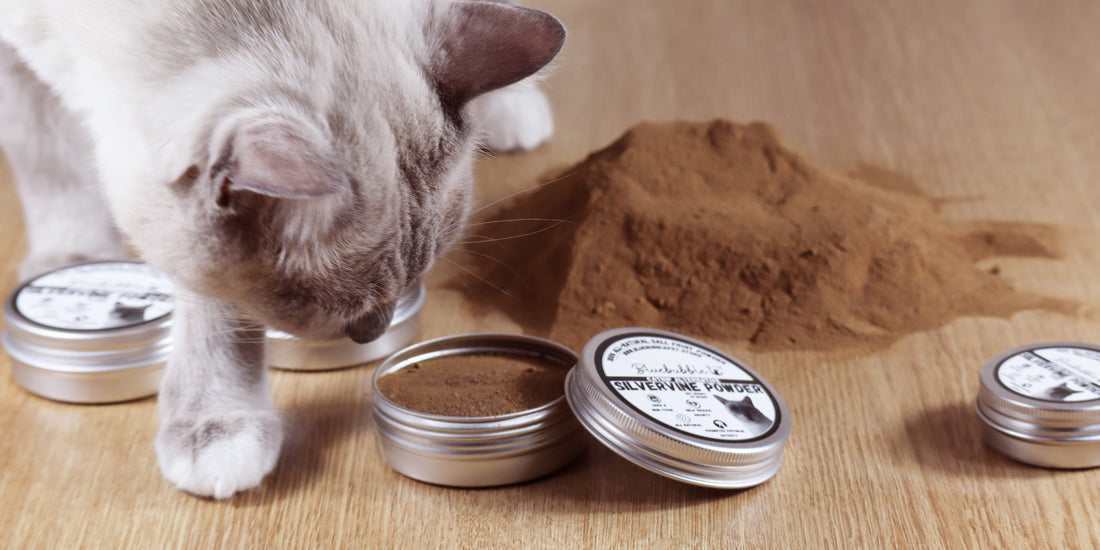 Catnip and silvervine options for cats that do not react to catnip