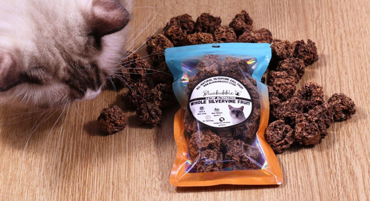 What Is Silvervine Gall Fruit and Why Do Cats Love It?