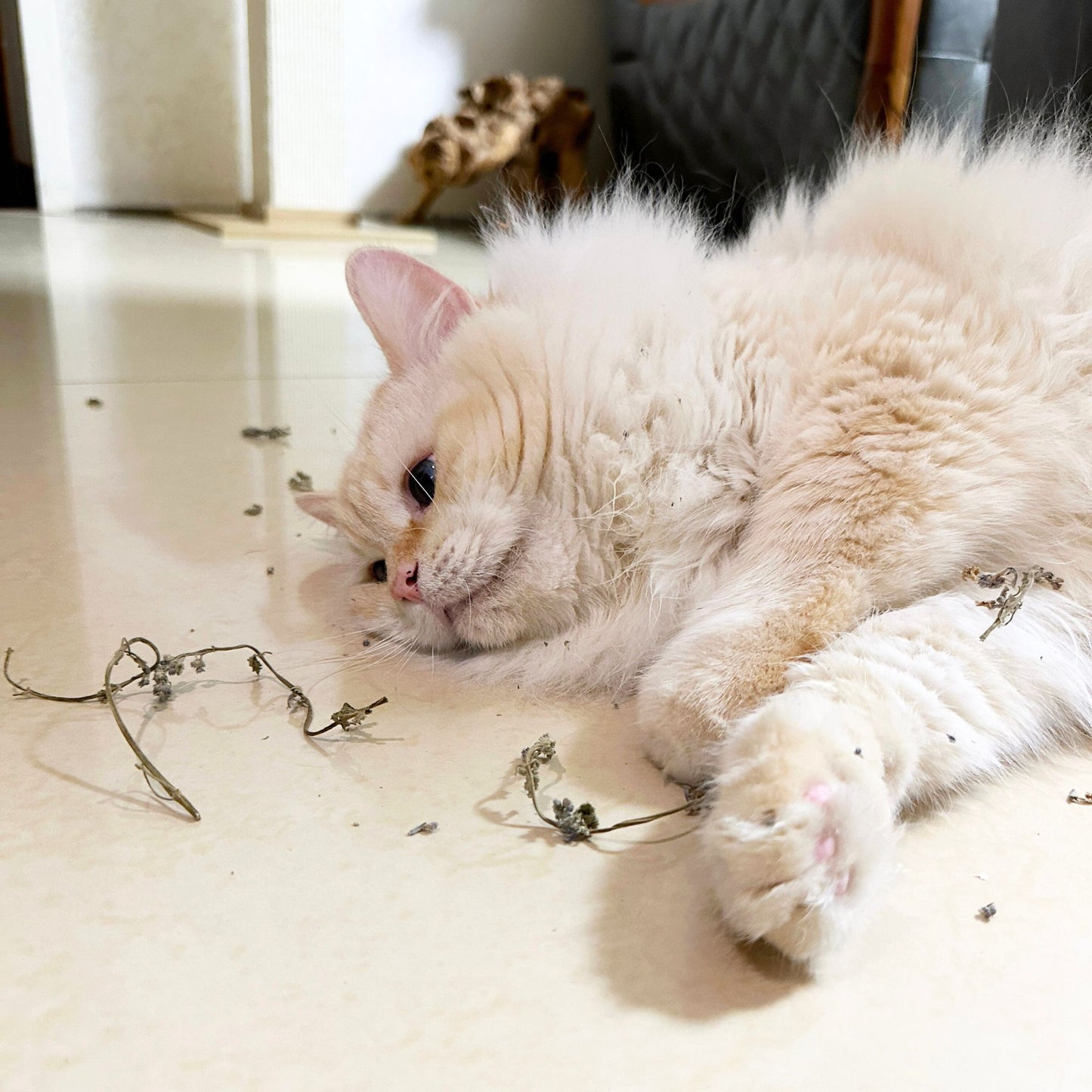 Ganze Katzenminzeblüten mit gratis Grinder
