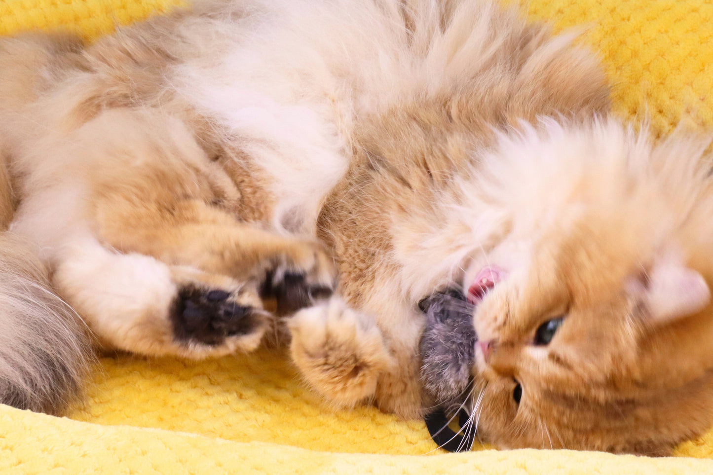 Rabbit Fur Mouse Cat Toys – Realistic Prey-Inspired Kicker