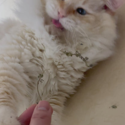 Ganze Katzenminzeblüten mit gratis Grinder