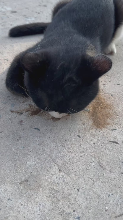 Hochwirksames Katzenminzenpulver