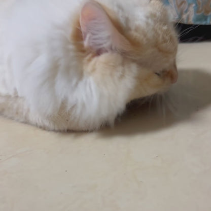 Matatabi Katzenminze-beschichtete Kaustangen für Katzen, Silvervine